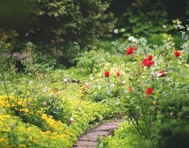 Garden with pathway