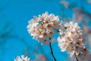 A close-up of white cherry blossoms blooming against a vibrant blue sky backdrop.